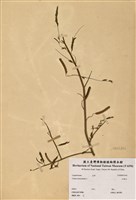 藏品(山扁豆)的圖片